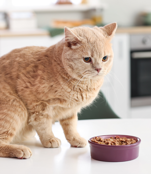 Beneficios y riesgos del atún para gatos